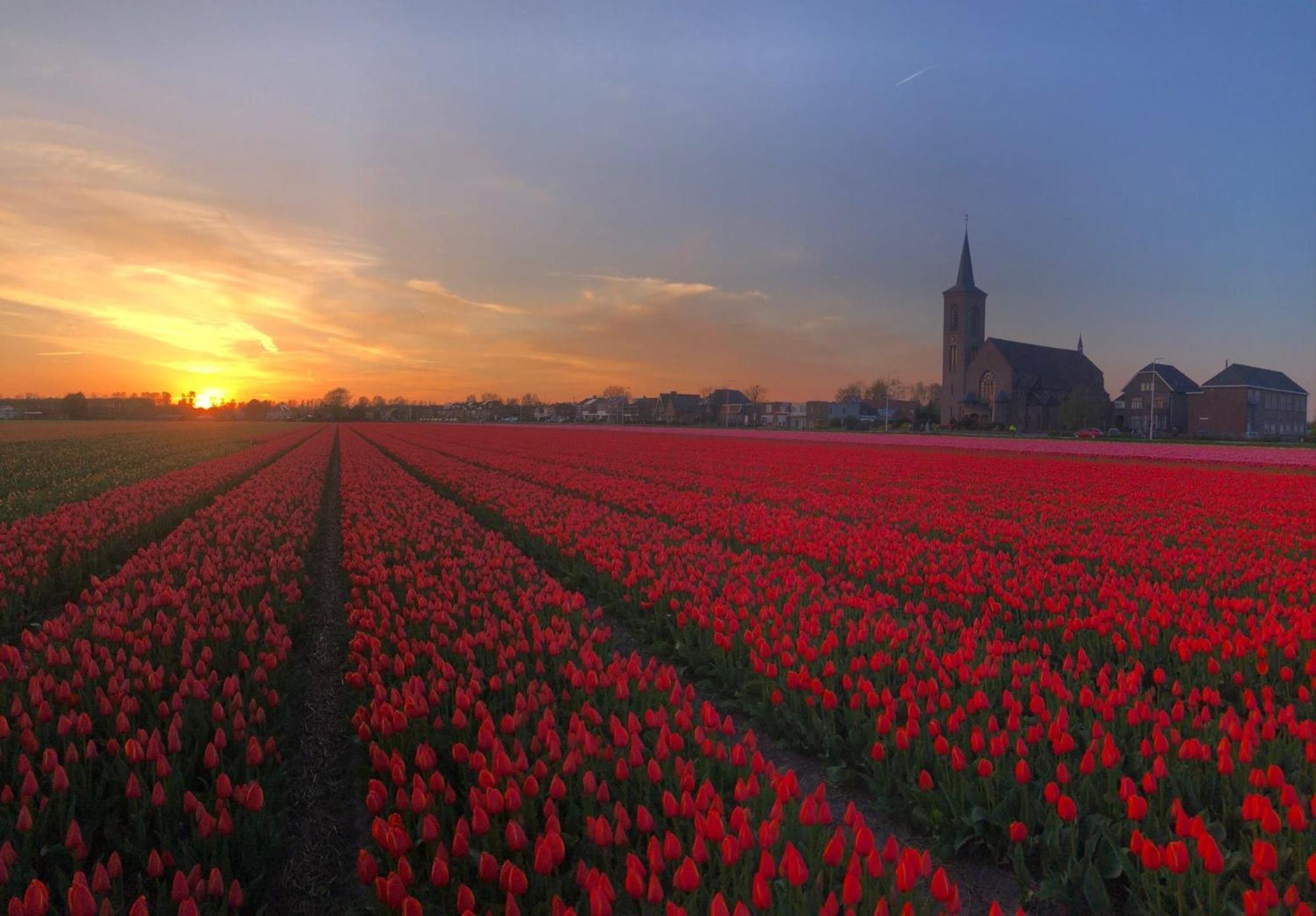 Geliefd * Voorhout